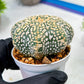 Custom Order- We’ll send you the exact live plant pictured (T9) (p1) | Imported From Japan | 3" Pot