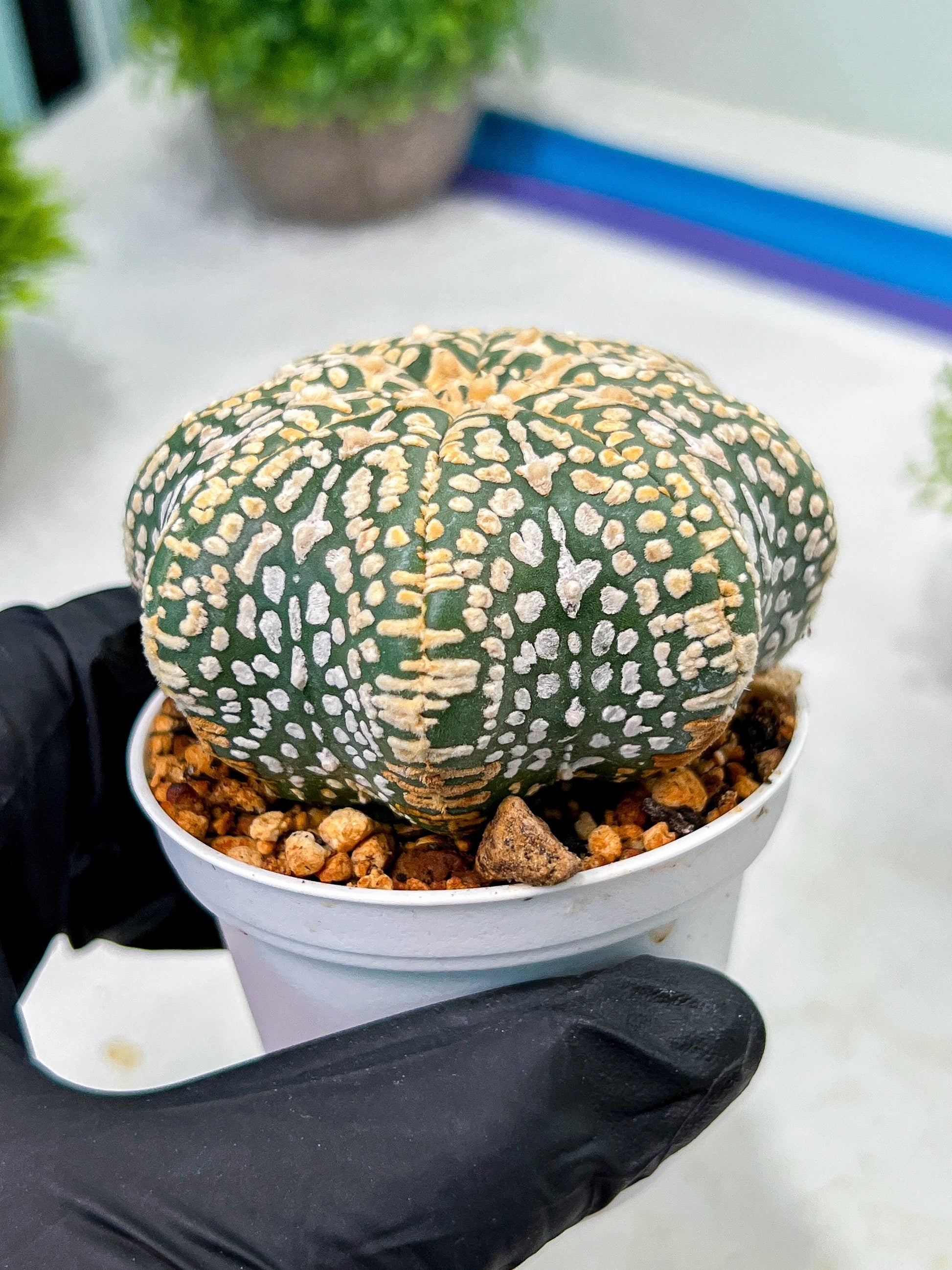 Custom Order- We’ll send you the exact live plant pictured (T9) (p1) | Imported From Japan | 3" Pot