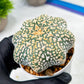 Custom Order- We’ll send you the exact live plant pictured (T9) (p1) | Imported From Japan | 3" Pot