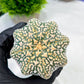 Custom Order- We’ll send you the exact live plant pictured (T9) (p1) | Imported From Japan | 3" Pot