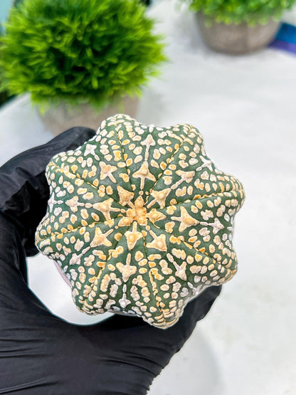 Custom Order- We’ll send you the exact live plant pictured (T9) (p1) | Imported From Japan | 3" Pot