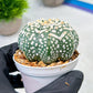 Custom Order- We’ll send you the exact live plant pictured (T9) (p2) | Las Vegas Plant Shop | 3" Pot