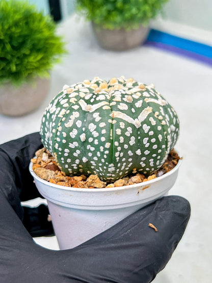 Custom Order- We’ll send you the exact live plant pictured (T9) (p2) | Las Vegas Plant Shop | 3" Pot