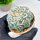 Custom Order- We’ll send you the exact live plant pictured (T9) (p2) | Las Vegas Plant Shop | 3" Pot
