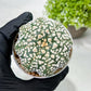 Custom Order- We’ll send you the exact live plant pictured (T9) (p3) | SHIP from USA | 3" Pot