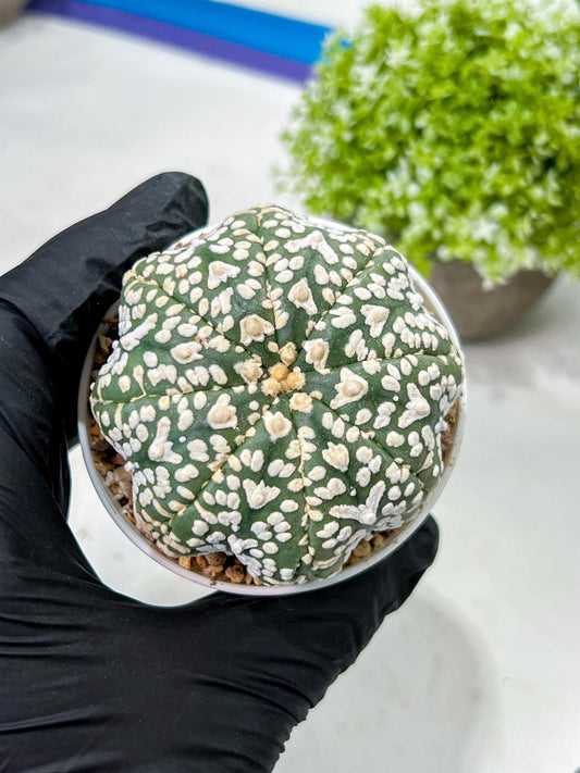 Custom Order- We’ll send you the exact live plant pictured (T9) (p3) | SHIP from USA | 3" Pot