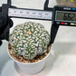 Custom Order- We’ll send you the exact live plant pictured (T9) (p3) | SHIP from USA | 3" Pot
