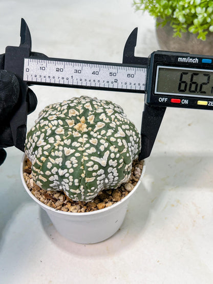 Custom Order- We’ll send you the exact live plant pictured (T9) (p3) | SHIP from USA | 3" Pot