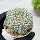 Custom Order- We’ll send you the exact live plant pictured (T9) (p3) | SHIP from USA | 3" Pot