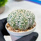 Custom Order- We’ll send you the exact live plant pictured (T9) (p3) | SHIP from USA | 3" Pot