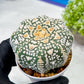 Custom Order- We’ll send you the exact live plant pictured (T9) (p4) | Las Vegas PLANT SELLER| 3" Pot