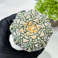Custom Order- We’ll send you the exact live plant pictured (T9) (p4) | Las Vegas PLANT SELLER| 3" Pot