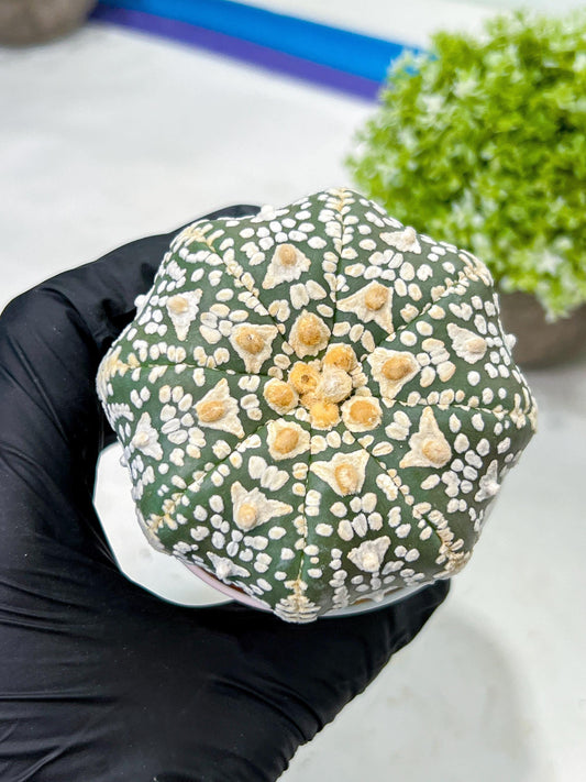 Custom Order- We’ll send you the exact live plant pictured (T9) (p4) | Las Vegas PLANT SELLER| 3" Pot