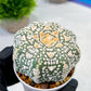 Custom Order- We’ll send you the exact live plant pictured (T9) (p4) | Las Vegas PLANT SELLER| 3" Pot