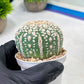 Custom Order- We’ll send you the exact live plant pictured (T9) (p5) | Las Vegas Plant Shp | 3" Pot