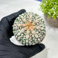 Custom Order- We’ll send you the exact live plant pictured (T9) (p5) | Las Vegas Plant Shp | 3" Pot