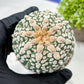 Custom Order- We’ll send you the exact live plant pictured (T9) (p5) | Las Vegas Plant Shp | 3" Pot