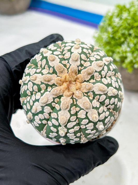 Custom Order- We’ll send you the exact live plant pictured (T9) (p5) | Las Vegas Plant Shp | 3" Pot
