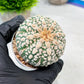 Custom Order- We’ll send you the exact live plant pictured (T9) (p5) | Las Vegas Plant Shp | 3" Pot