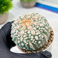 Custom Order- We’ll send you the exact live plant pictured (T9) (p5) | Las Vegas Plant Shp | 3" Pot