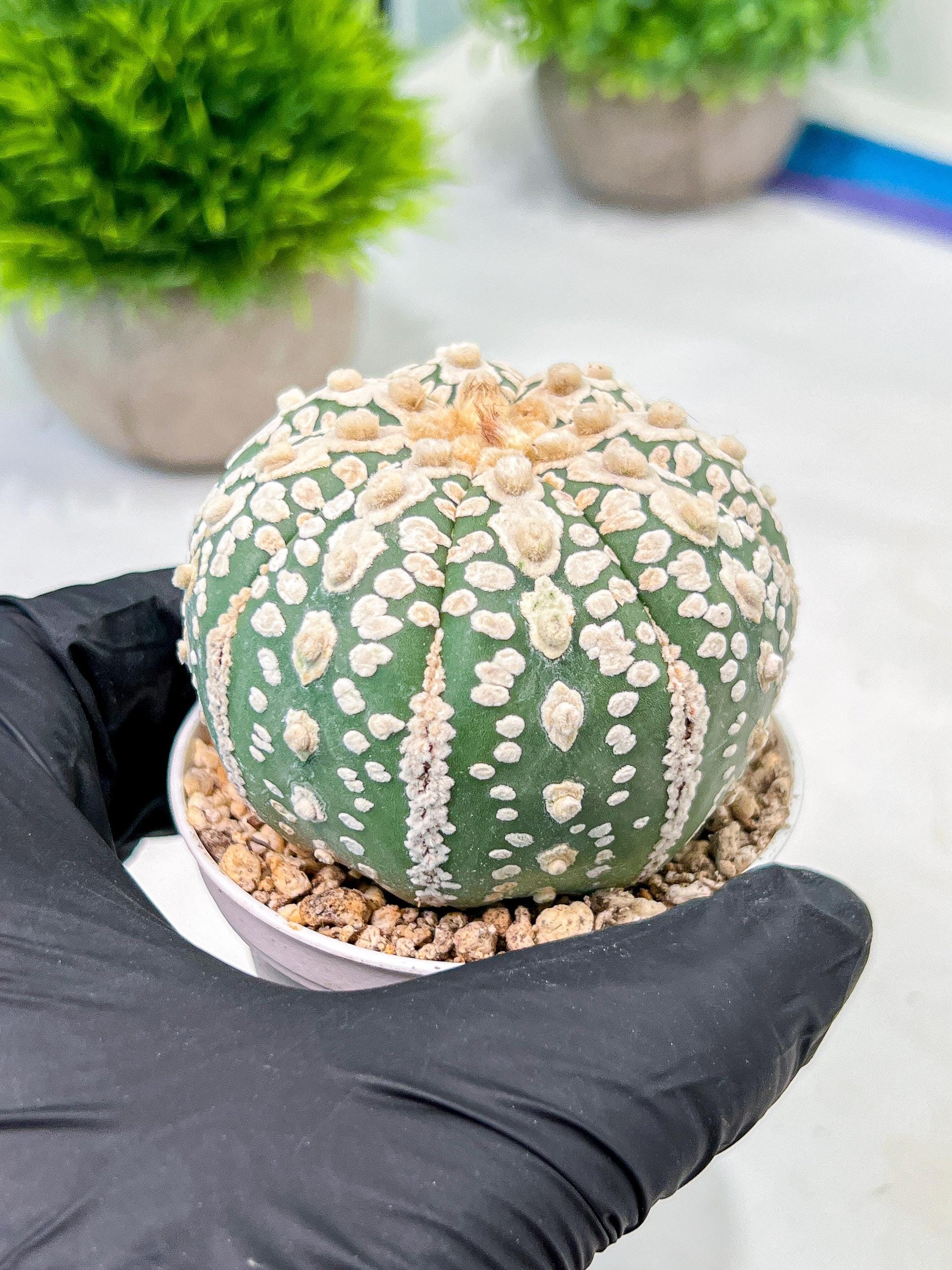 Custom Order- We’ll send you the exact live plant pictured (T9) (p5) | Las Vegas Plant Shp | 3" Pot