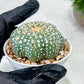 Custom Order- We’ll send you the exact live plant pictured (T10) (p1) | Imported From Japan | 3" Pot
