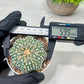 Custom Order- We’ll send you the exact live plant pictured (T10) (p1) | Imported From Japan | 3" Pot