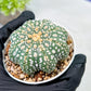 Custom Order- We’ll send you the exact live plant pictured (T10) (p1) | Imported From Japan | 3" Pot