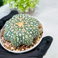 Custom Order- We’ll send you the exact live plant pictured (T10) (p1) | Imported From Japan | 3" Pot