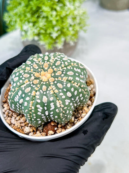 Custom Order- We’ll send you the exact live plant pictured (T10) (p1) | Imported From Japan | 3" Pot