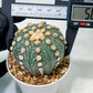 Custom Order- We’ll send you the exact live plant pictured (T10) (p2) | Las Vegas Plant Shop | 3" Pot