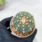 Custom Order- We’ll send you the exact live plant pictured (T10) (p2) | Las Vegas Plant Shop | 3" Pot