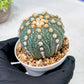 Custom Order- We’ll send you the exact live plant pictured (T10) (p2) | Las Vegas Plant Shop | 3" Pot