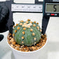 Custom Order- We’ll send you the exact live plant pictured (T10) (p3) | SHIP from USA | 3" Pot