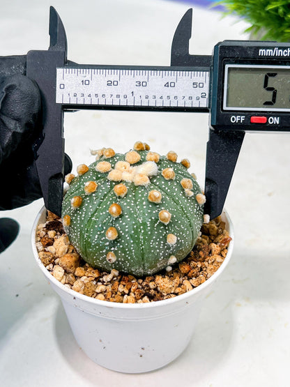 Custom Order- We’ll send you the exact live plant pictured (T10) (p3) | SHIP from USA | 3" Pot