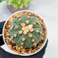 Custom Order- We’ll send you the exact live plant pictured (T10) (p3) | SHIP from USA | 3" Pot