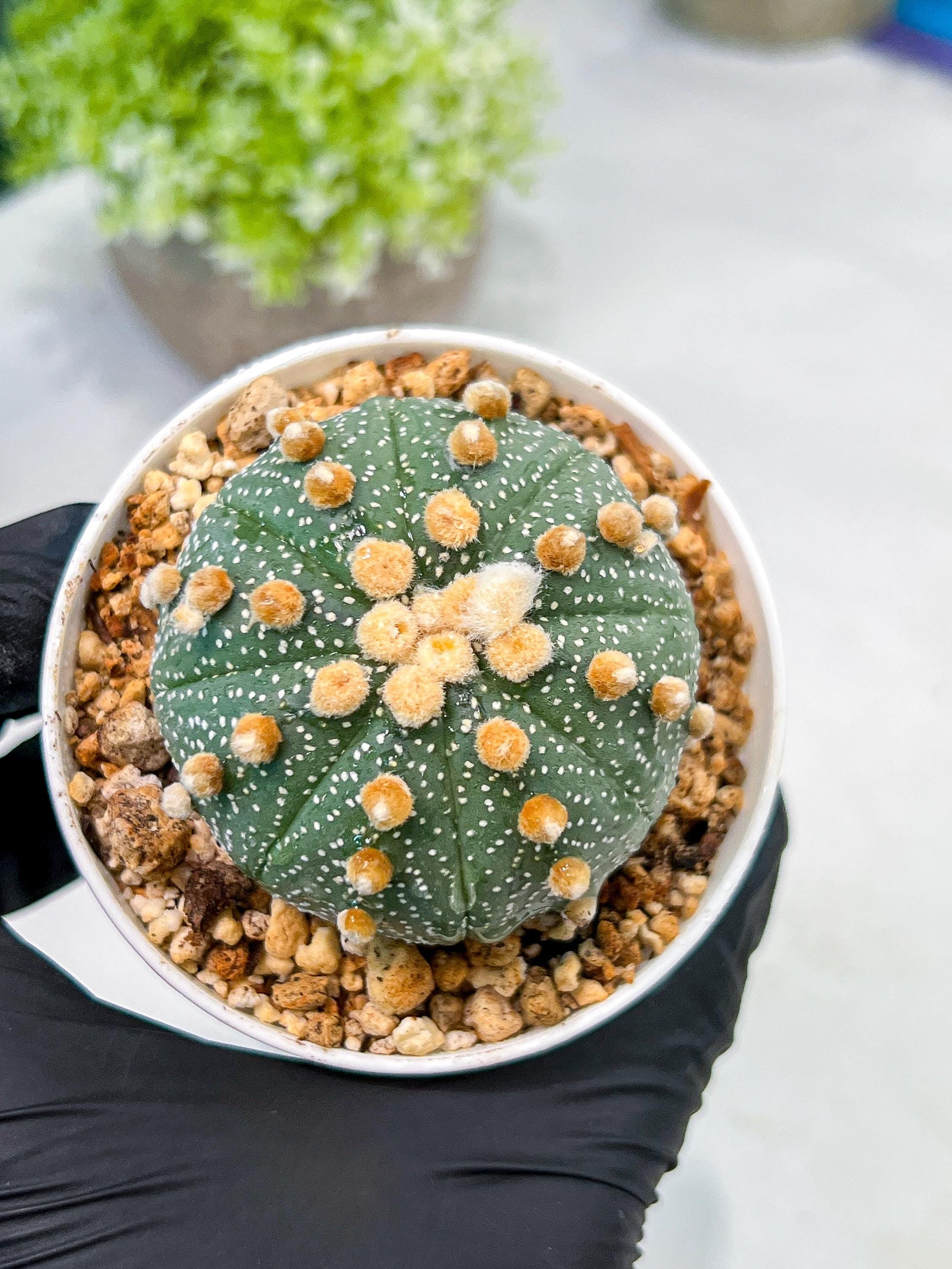 Custom Order- We’ll send you the exact live plant pictured (T10) (p3) | SHIP from USA | 3" Pot