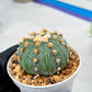 Custom Order- We’ll send you the exact live plant pictured (T10) (p3) | SHIP from USA | 3" Pot