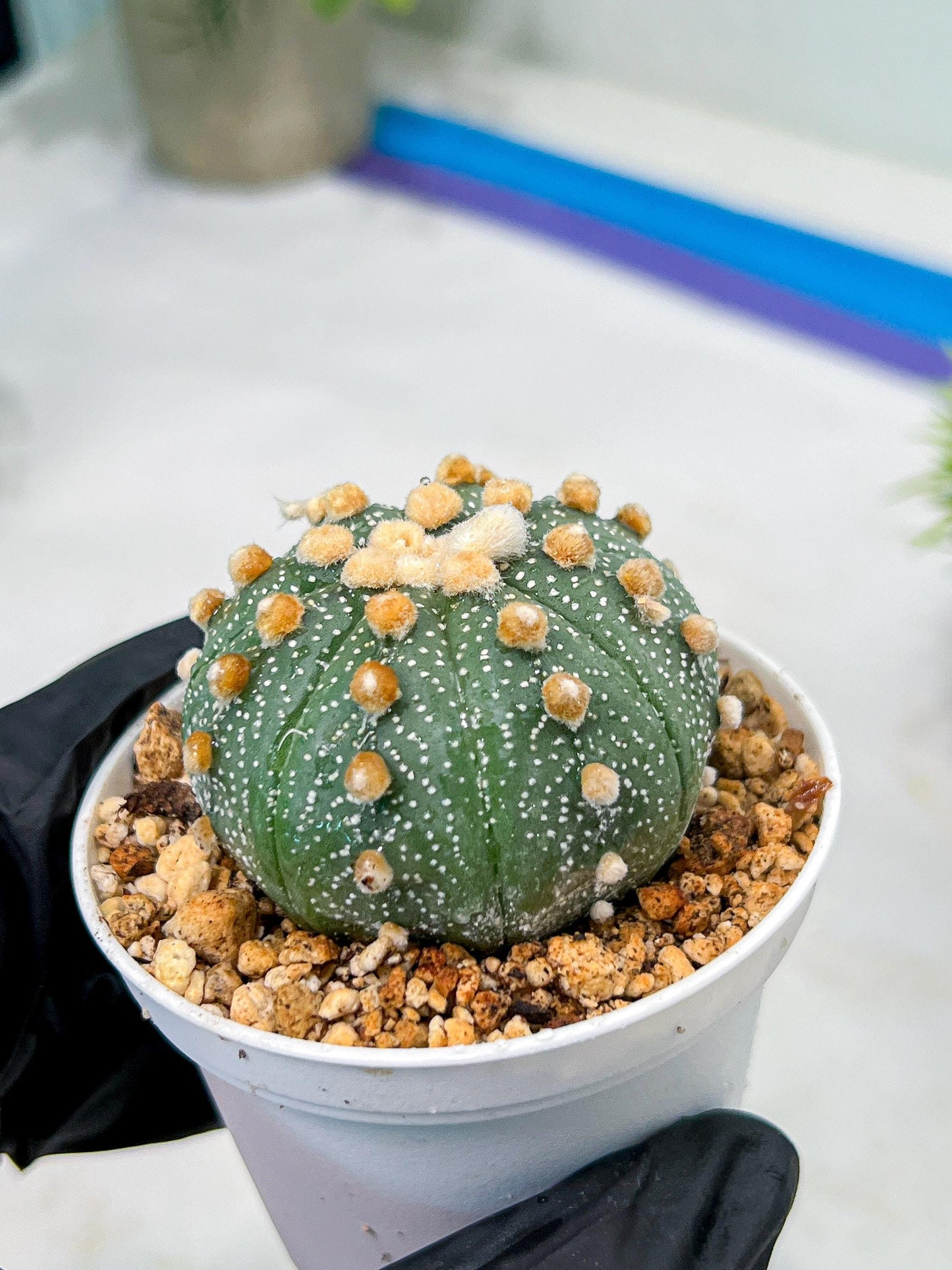 Custom Order- We’ll send you the exact live plant pictured (T10) (p3) | SHIP from USA | 3" Pot