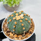 Custom Order- We’ll send you the exact live plant pictured (T10) (p3) | SHIP from USA | 3" Pot