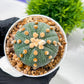 Custom Order- We’ll send you the exact live plant pictured (T10) (p3) | SHIP from USA | 3" Pot