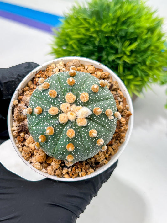 Custom Order- We’ll send you the exact live plant pictured (T10) (p3) | SHIP from USA | 3" Pot