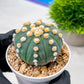 Custom Order- We’ll send you the exact live plant pictured (T10) (p4) | Las Vegas PLANT SELLER| 3" Pot
