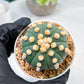 Custom Order- We’ll send you the exact live plant pictured (T10) (p4) | Las Vegas PLANT SELLER| 3" Pot