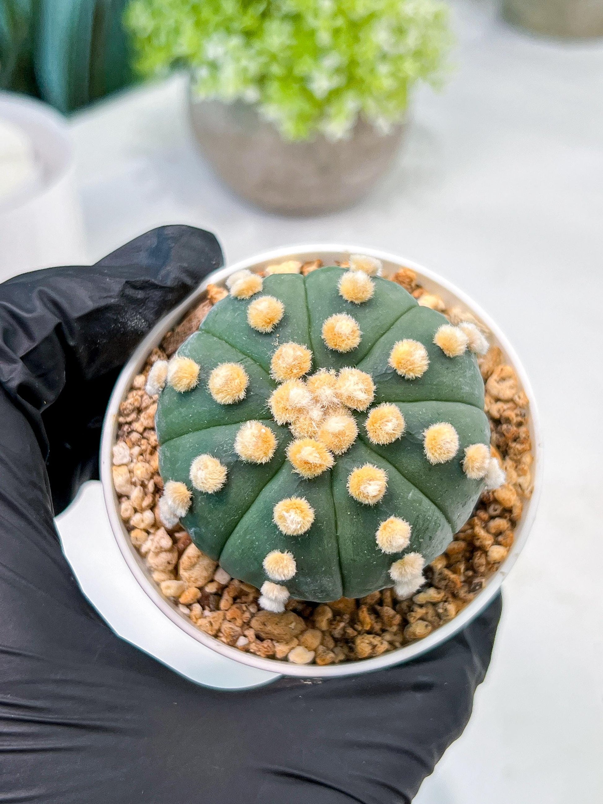 Custom Order- We’ll send you the exact live plant pictured (T10) (p4) | Las Vegas PLANT SELLER| 3" Pot