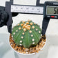 Custom Order- We’ll send you the exact live plant pictured (T10) (p5) | Las Vegas Plant Shp | 3" Pot