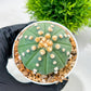 Custom Order- We’ll send you the exact live plant pictured (T10) (p5) | Las Vegas Plant Shp | 3" Pot