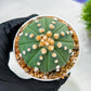 Custom Order- We’ll send you the exact live plant pictured (T10) (p5) | Las Vegas Plant Shp | 3" Pot