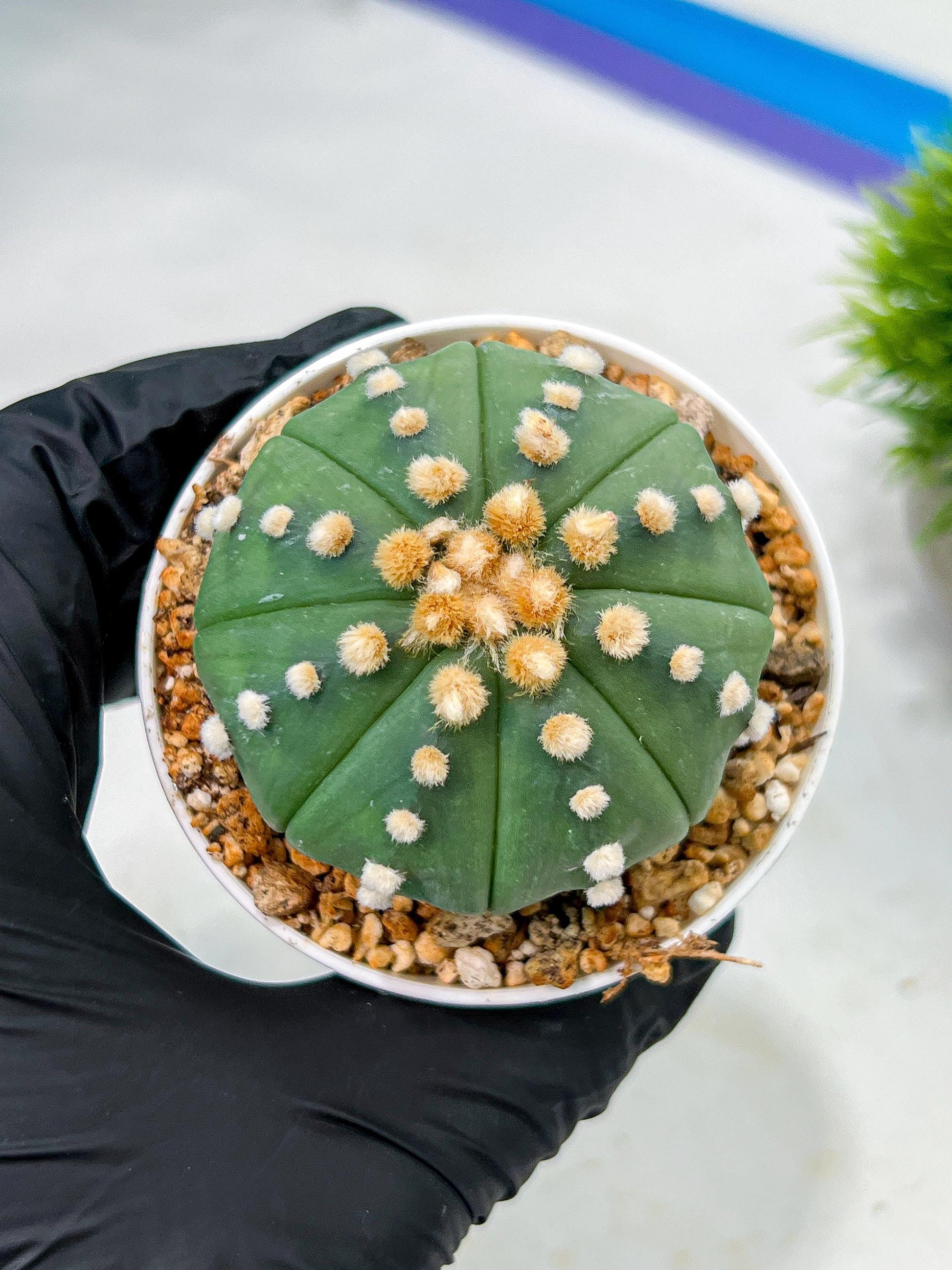 Custom Order- We’ll send you the exact live plant pictured (T10) (p5) | Las Vegas Plant Shp | 3" Pot