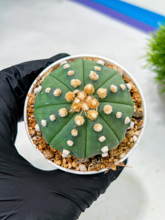 Custom Order- We’ll send you the exact live plant pictured (T10) (p5) | Las Vegas Plant Shp | 3" Pot